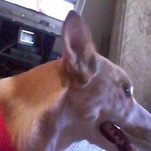 Meet your Posher, Shannon